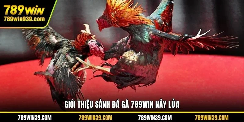 Giới thiệu sảnh đá gà 789WIN nảy lửa 
