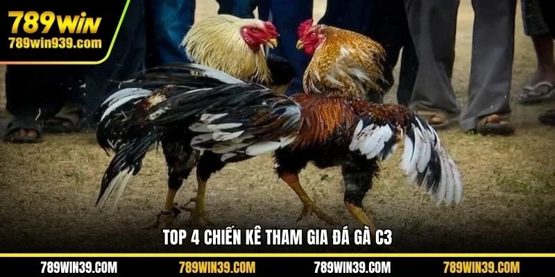 Top 4 chiến kê tham gia đá gà C3